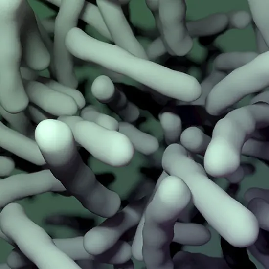 A Bioterrorism Nightmare All You Need To Know About Bacillus Anthracis